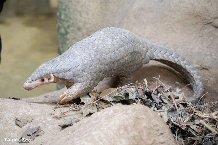 永續共學・自然共好,臺北市立動物園攜手企業夥伴啟動穿山甲保育教育計畫 永續共學・自然共好,臺北市立動物園攜手企業夥伴啟動穿山甲保育教育計畫